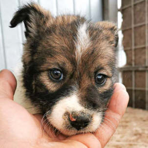 jüngsten Hundeseelen aus Rumänien - Welpen bis 12